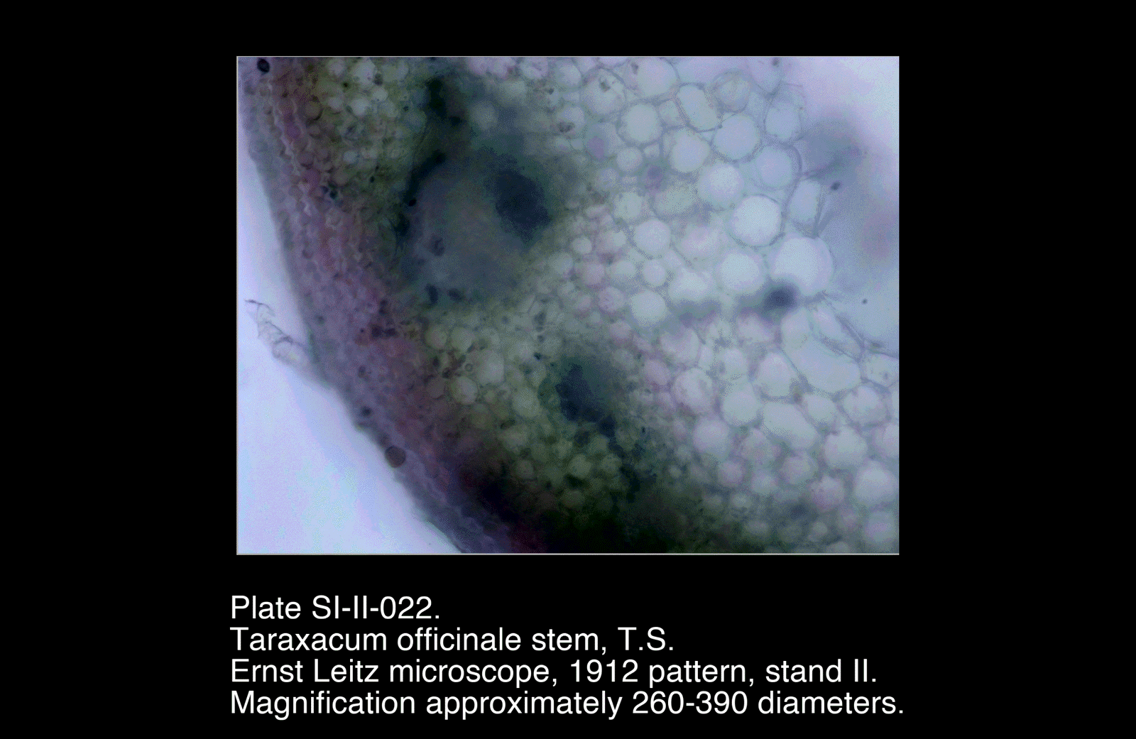 SI-II-022.png – Taraxacum officinale stem, T.S.