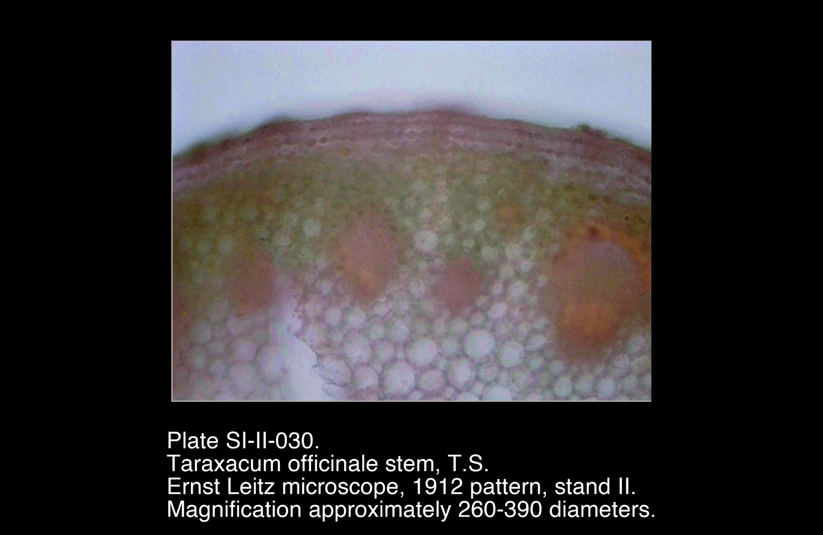SI-II-030.png – Taraxacum officinale stem, T.S.