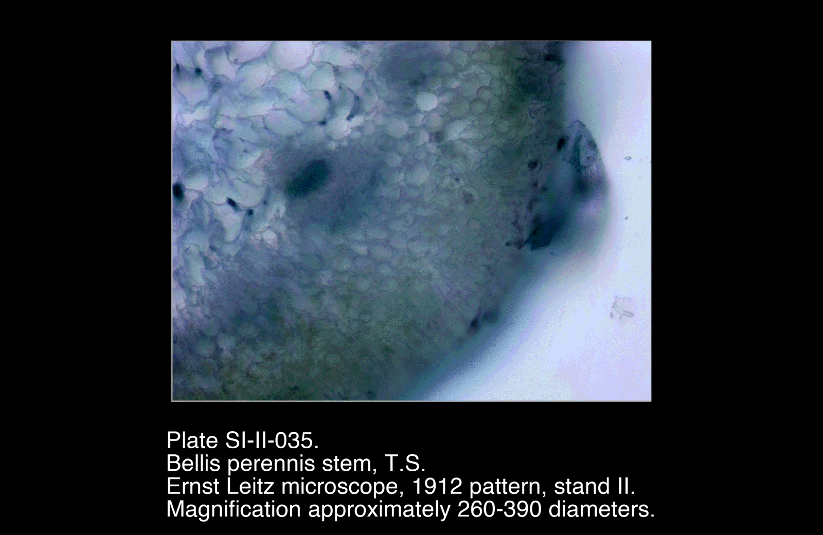 SI-II-035.png – Bellis perennis stem, T.S.