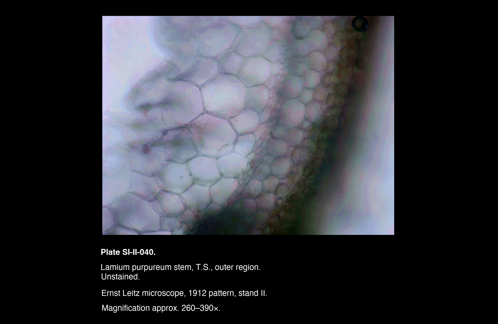SI-II-040.png – Lamium purpureum stem, T.S., outer region