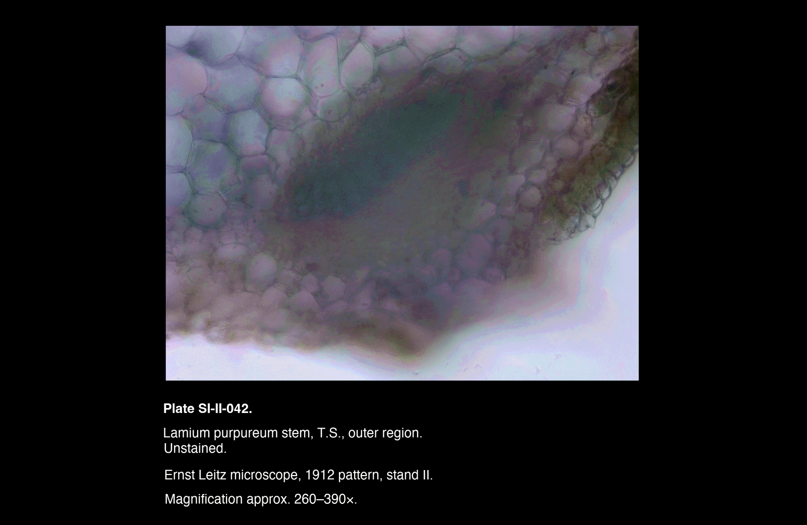SI-II-042.png – Lamium purpureum stem, T.S., outer region