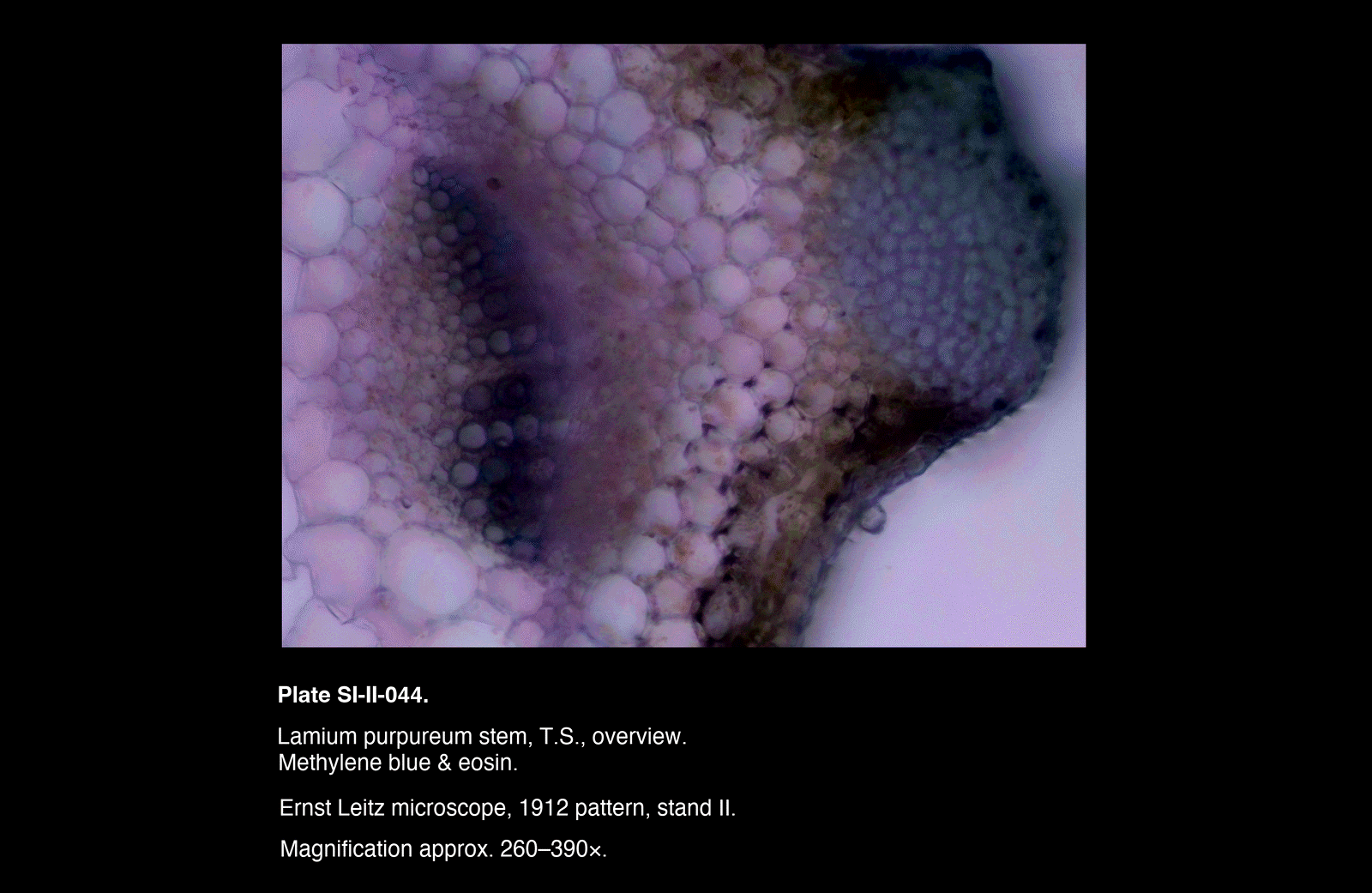 SI-II-044.png – Lamium purpureum stem, T.S., overview