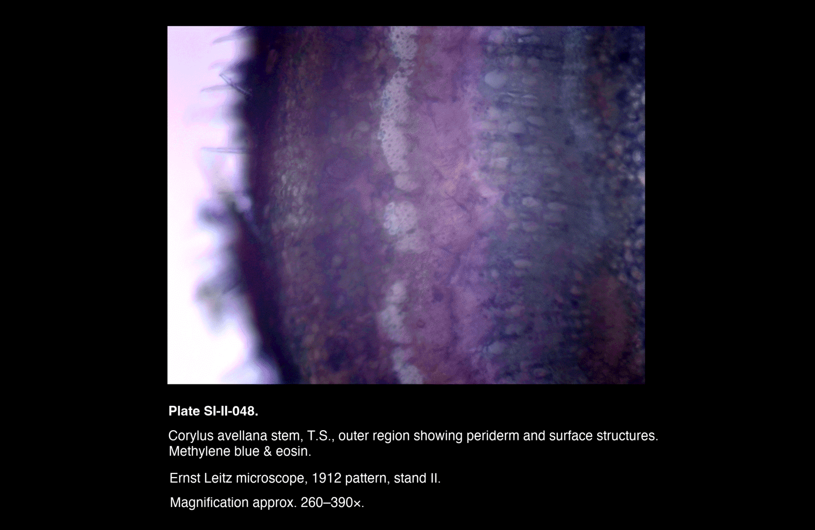 SI-II-048.png – Corylus avellana stem, T.S., outer region showing periderm and surface structures.