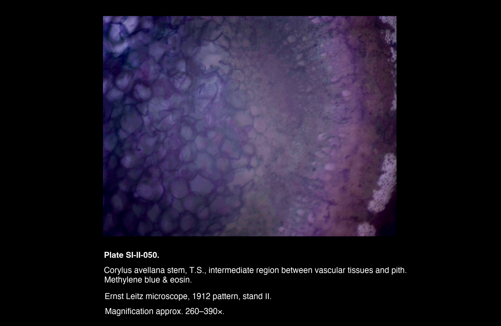 SI-II-050.png – Corylus avellana stem, T.S., intermediate region between vascular tissues and pith.