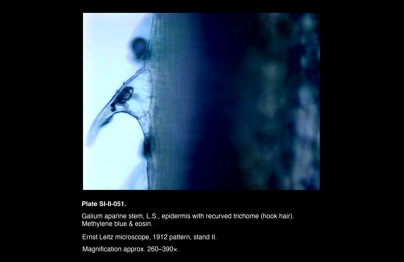SI-II-051.png – Galium aparine stem, L.S., epidermis with recurved trichome (hook hair)