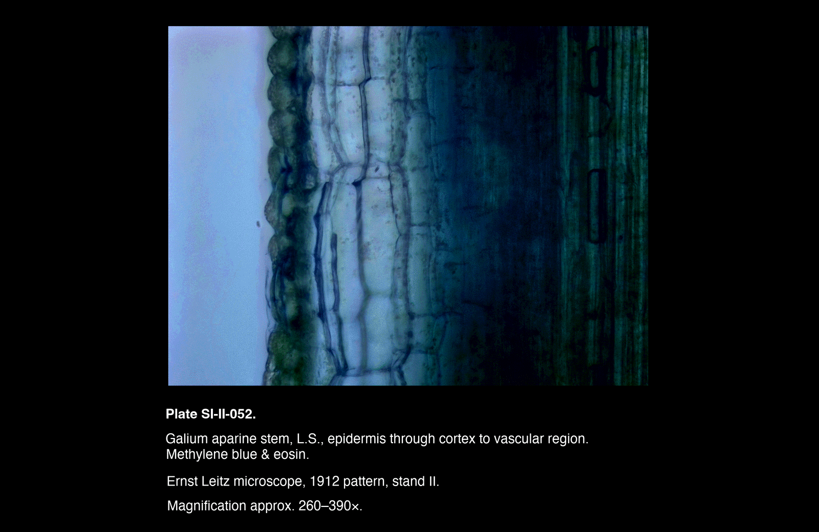 SI-II-052.png – Galium aparine stem, L.S., epidermis through cortex to vascular region