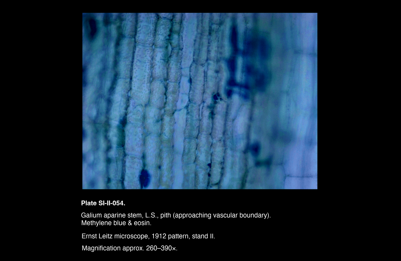 SI-II-054.png – Galium aparine stem, L.S., pith (approaching vascular boundary)