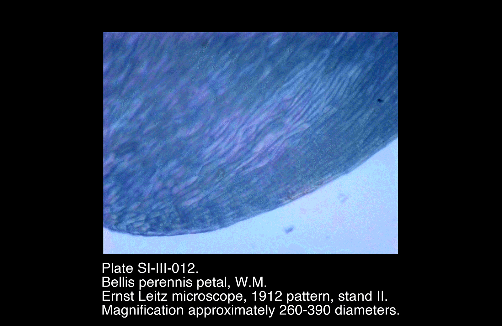 SI-III-012.png – Bellis perennis petal, W.M.
