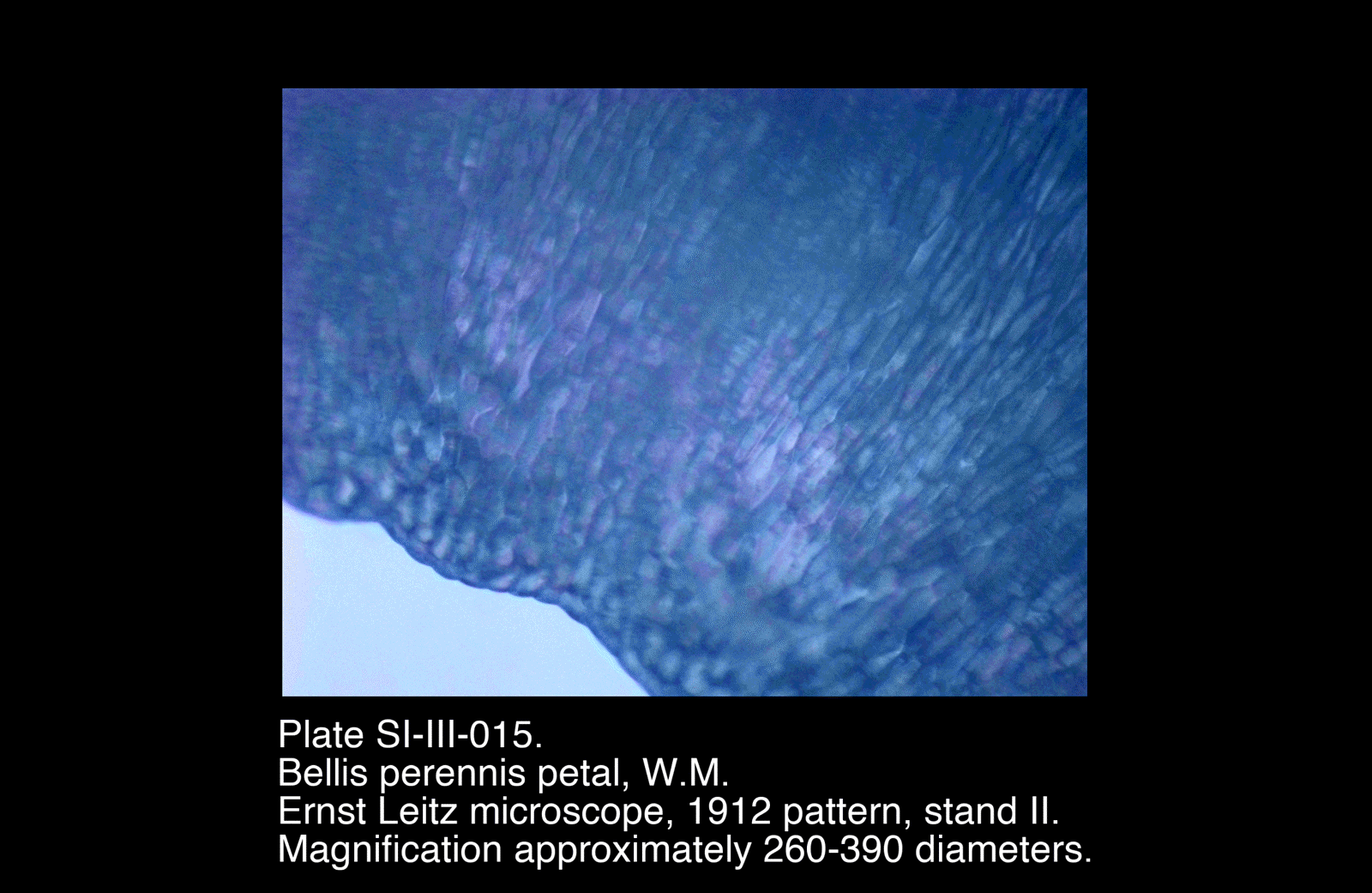 SI-III-015.png – Bellis perennis petal, W.M.