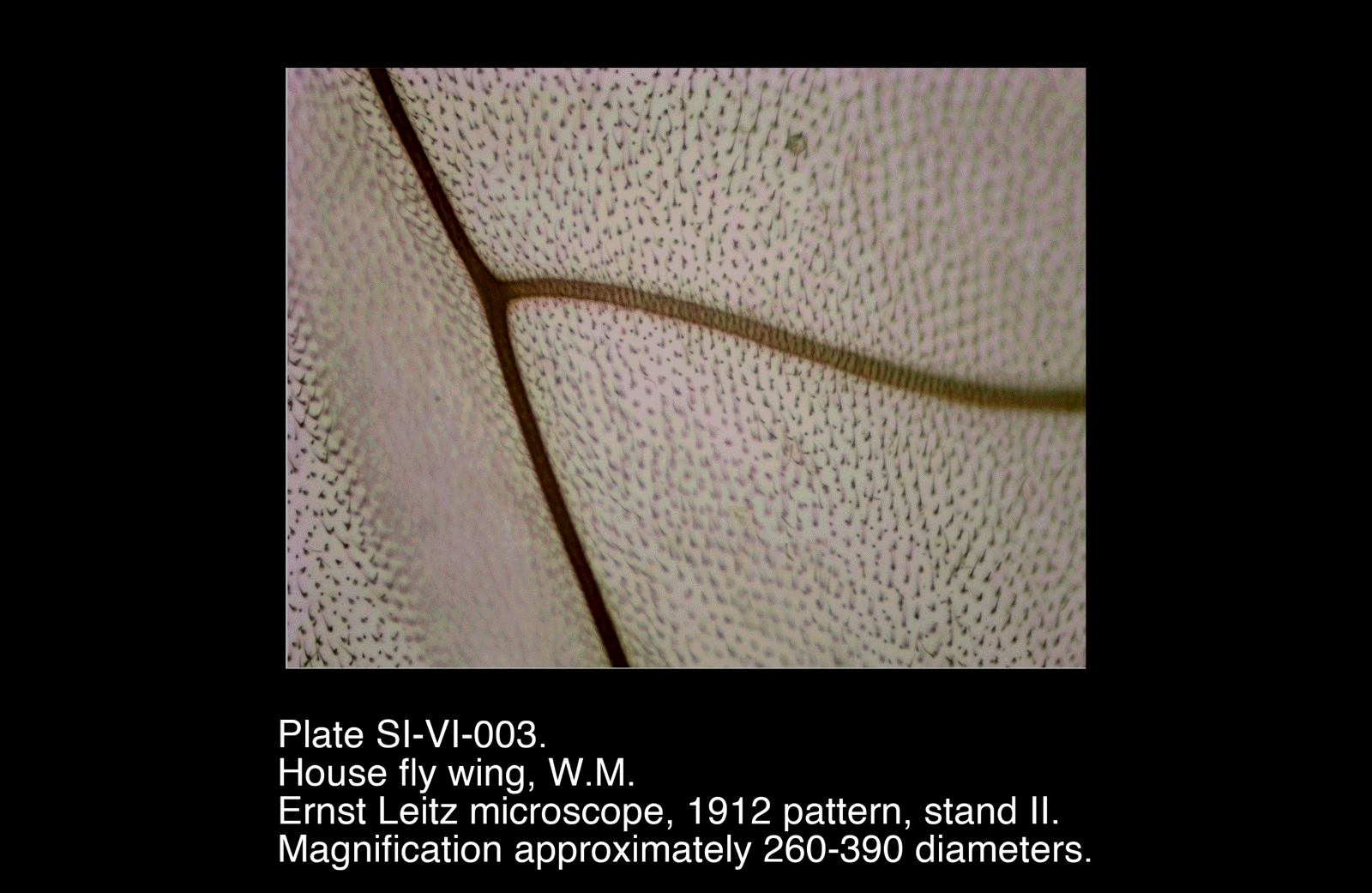 SI-VI-003.png – House fly wing, W.M.