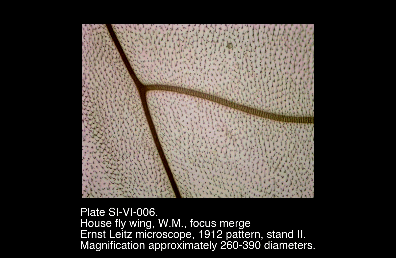 SI-VI-006.png – House fly wing, W.M., focus merge