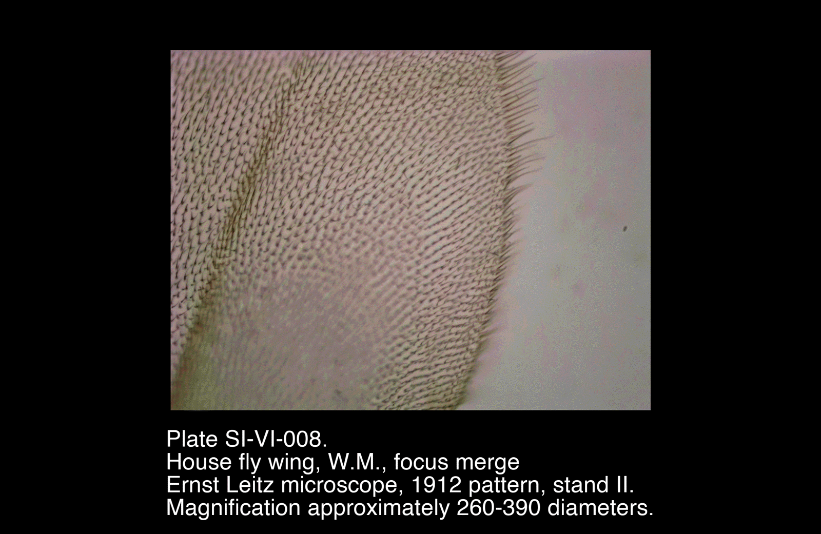SI-VI-008.png – House fly wing, W.M., focus merge
